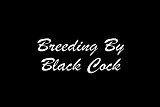 BREEDING BY BLACK  COCKS